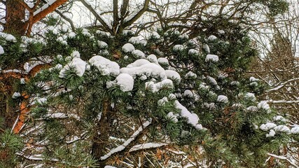 snow covered branches