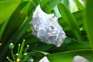 A rain spider's nest hanging between Clivia plant leaves