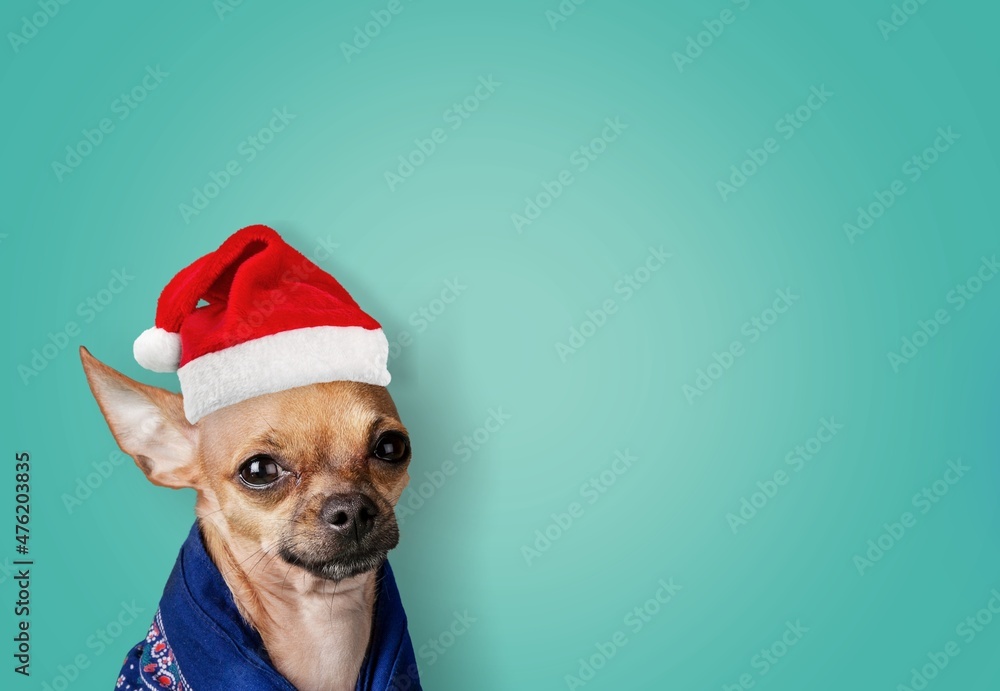 Poster Dog with Santa hat on pastel background, New year and Christmas concept