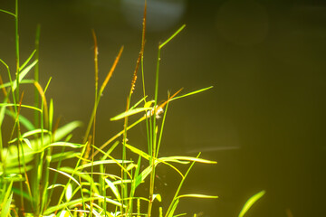 Green wild grass with blurred green leaves background, nature theme