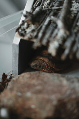 sleeping baby morrocoy turtle