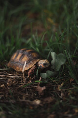 Baby morrocoy turtle in the wild on the grass