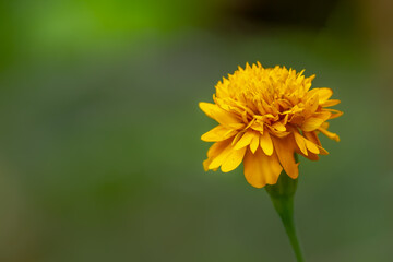 Yellow marigold flowers with green petals, blurred green foliage background and warm sunlight
