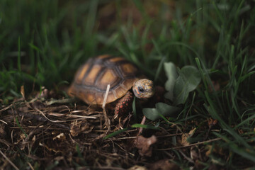 Baby morrocoy turtle in the wild on the grass