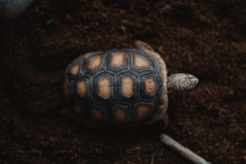 Overhead shot of baby morrocoy tortoise shell in nature on grass
