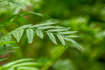 Green marigold leaves, blurred green foliage background and warm sunlight