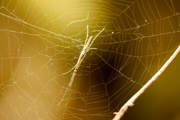 A spider is waiting for its prey in its web, blurred background of green leaves and brown logs, nature concept