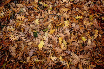 Fallen oak leaves