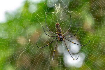 A spider is waiting for prey in its web, blurred green leaves background, nature concept