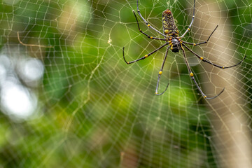 A spider is waiting for prey in its web, blurred green leaves background, nature concept