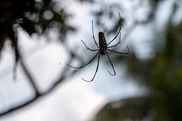 A spider is waiting for prey in its web, blurred green leaves background and bright sunlight, nature concept