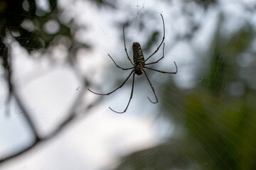 A spider is waiting for prey in its web, blurred green leaves background and bright sunlight, nature concept