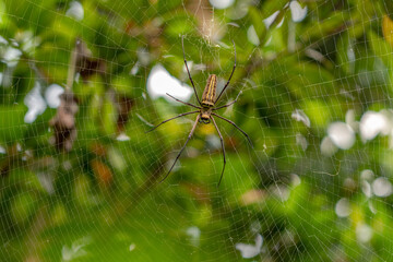 A spider is waiting for prey in its web, blurred green leaves background, nature concept