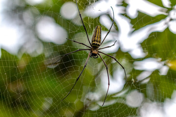A spider is waiting for prey in its web, blurred green leaves background and bright sunlight, nature concept