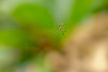 A spider is waiting for prey in its web, blurred green leaves background, nature concept