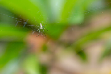 A spider is waiting for prey in its web, blurred green leaves background, nature concept