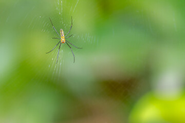 A spider is waiting for prey in its web, blurred green leaves background, nature concept