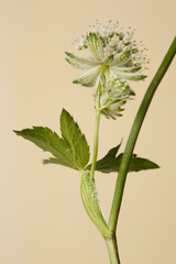 Inflorescence of white flowers Astrantia isolated on beige background.