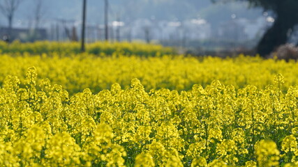 Obraz premium The beautiful countryside view with the yellow canola flowers blooming in the field in China in spring