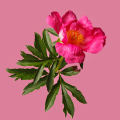 Peony flower with magenta petals and a yellow center isolated on a pink background.