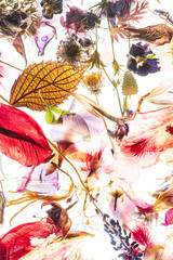 dried flowers and leaves on the white