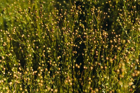 Field