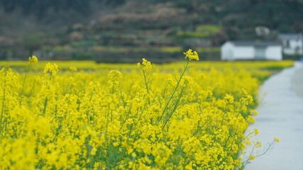 The beautiful countryside view with the yellow canola flowers blooming in the field in China in spring