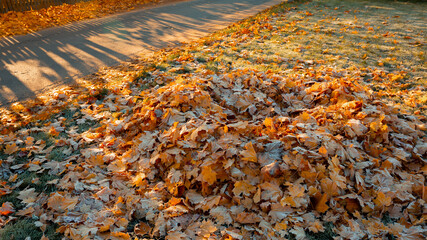 Large pile of maple leaves in the garden in sun rays. Golden autumn landscape detail. Sunny frosty weather. Cleaning the park. Rural road. Orange color scenery foliage. Copy space. Leaf fall season