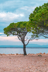 Fototapeta na wymiar European red pine (Pinus sylvestris) at Croatian Adriatic sea coast in town of Crikvenica