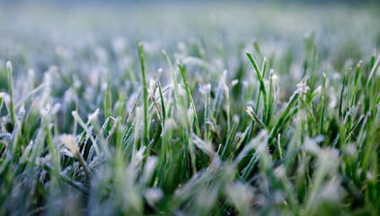 Morning dew froze on a green grass. First frost. Preparing the lawn for wintering. Close-up. Copy space. Banner. Late autumn. Conceptual background of weather forecast. Nature detail. Winter season