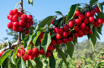 Fresh ripe sour cherry hanging on cherry tree in orchard.