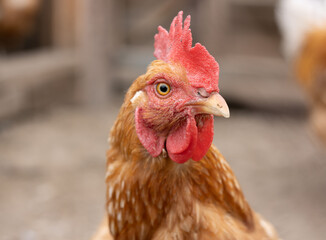 portrait of ginger chicken looking into the lens