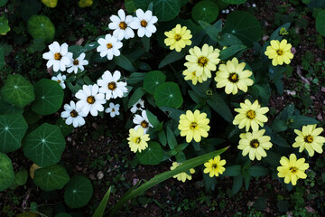 黄色い花/白い花 - 476208648