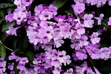 紫の花 - 476208649