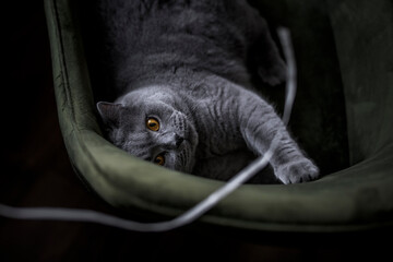 Gray British Shorthair cat playing with a peace of string on a green chair. 