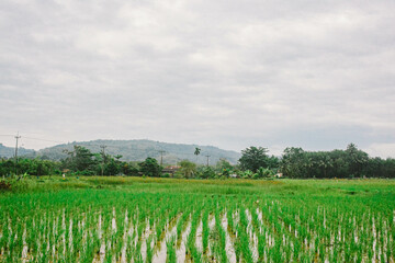 Fototapeta premium The wide field is a combination of rice and paddy fields, in the middle of nature, mountains.