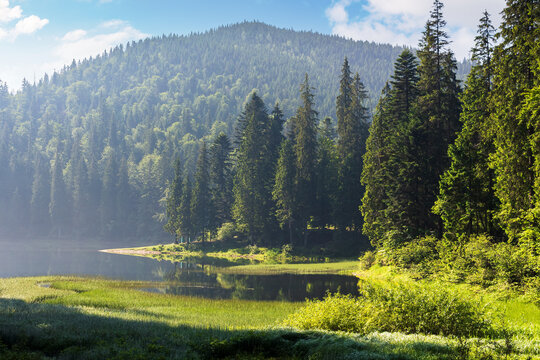 landscape with calm lake in summer. forest reflection in the water. beautiful travel view of synevyr, ukraine. tranquil nature scene. green outdoor environment on a sunny day