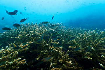 Fototapeta na wymiar Underwater photo of colorful coral reef