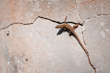 Lizard on a wall
