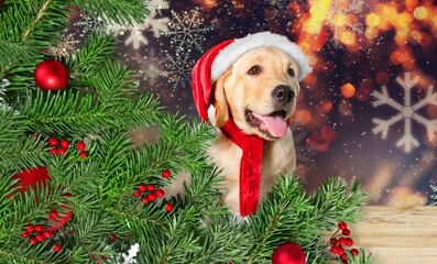 Naughty adult dog in Santa costume have filled up artificial Christmas tree decorated with garland...