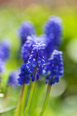 spring flowers in the garden