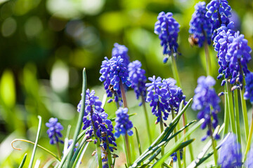 spring flowers in the garden