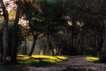 Lever du soleil au bois des Espeisses à Nîmes. Lumière en sous-bois, rayons de soleil et brume. Éveil de la nature.