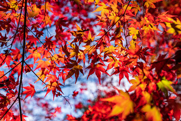京都　-　【鍬山神社の紅葉】