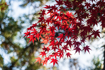 京都　-　【鍬山神社の紅葉】