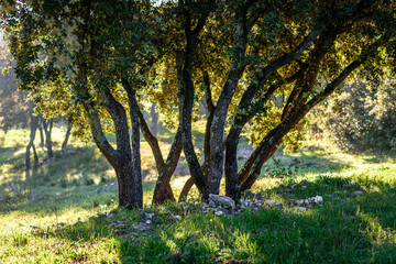 Lever du soleil au bois des Espeisses à Nîmes. Lumière en sous-bois, rayons de soleil et brume. Éveil de la nature.
