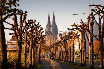 Cologne cathedral trees