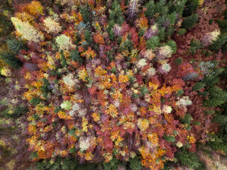 Forest aerial in autumn