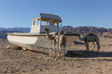 Ships of the desert. Two camels near an abandoned ship in the desert against the backdrop of mountains. Egypt. Sinai. Assala district.