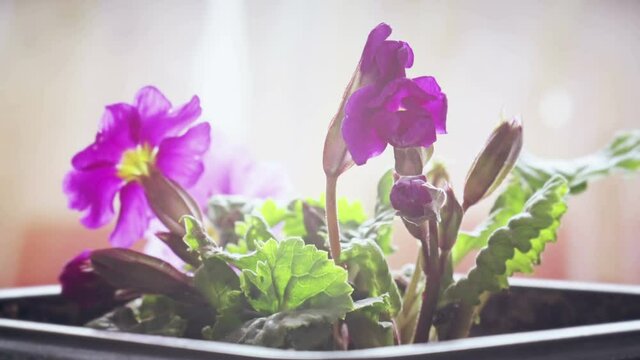 pink primula in flower pot blooming, opening ints blossom in sun rays, sping time lapse